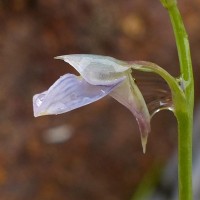 Utricularia uliginosa Vahl